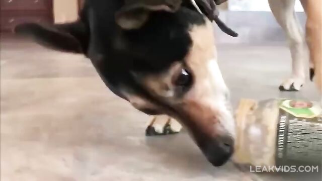 My slutty mom gives the dogs peanut butter naked - 4 image